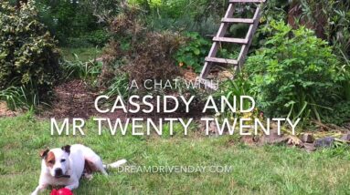 Live Chat - Dream Driven Day Cassidy and Mr Twenty Twenty - Silence - Stillness - Speed